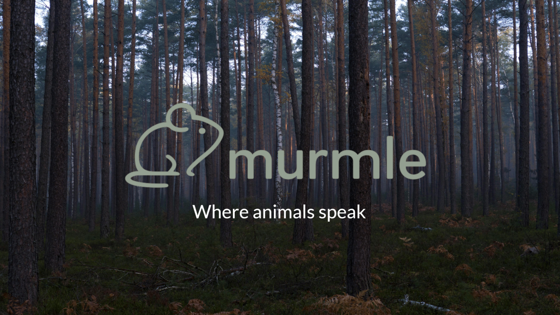 MURMLE